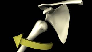 Shoulder Dislocation Reduction - Traction Method