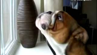 Bulldog with TV favorite Pavarotti sang opera
