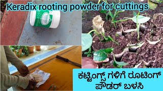 Rooting powder | Black pepper plant | keradix powder | ಕಟಿಂಗ್ಸ್ ಗಳಿಗೆ ರೂಟಿಂಗ್ ಪೌಡರ್ ಹಚ್ಚಿ |