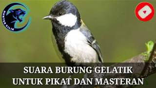Suara Burung Gelatik Batu Betina Lagu Mp3 Video Mp4 3gp Waptrick