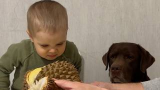 Toddler and His Dog React to Durian Smell! Funniest Moment Ever!