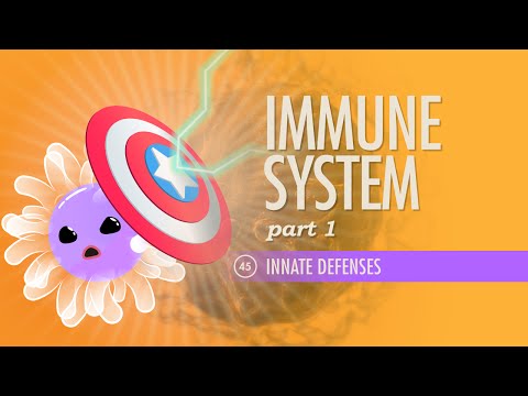 Immune System Part 1 Crash Course Anatomy Physiology 45