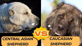 Russian giants: Caucasian Shepherd vs Central Asian Shepherd dogs