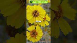10 Drought Tolerant Desert Plants Arizona | Edible Plants, Cactus & Trees