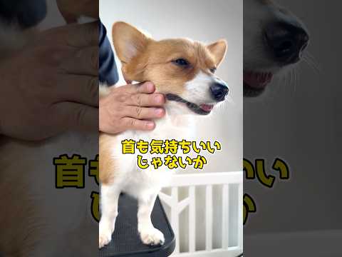 CAMBYワンちゃんマッサージ！神の手を持つという噂のセラピストが繰り出すポメコギ  アルくんの施術風景！