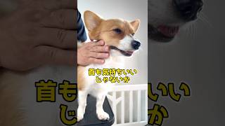 CAMBYワンちゃんマッサージ！神の手を持つという噂のセラピストが繰り出すポメコギ  アルくんの施術風景！