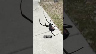 The 3 MOST DANGEROUS Spiders! 🕷️