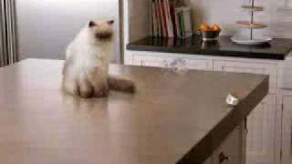 New 2010 Meow Mix Cat Food Commercial