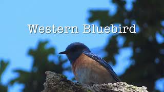 Western Bluebird (call)