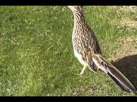 Road Runner in Palm Desert, CA