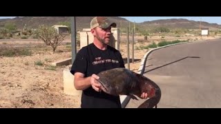 Bow angler catches Arizona record flathead catfish