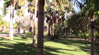 Neoveitchia storckii Palm in Miami