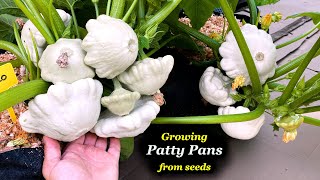 Growing Patty Pan Summer Squash (Patisson) from Seed to Harvest in Containers & Bags - Step by Step
