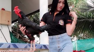 Gambar ayam bangkok atau sabung ayam dicap sebagai . Playtube Pk Ultimate Video Sharing Website
