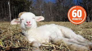 The Very BEST Baby Farm Animals 😍 | FUNNIEST Farm Animals