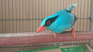 Burung Ckek Lagu Mp3 Video Mp4 3gp Waptrick