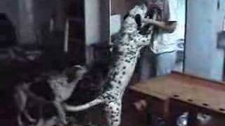 Meet the Dogs (Part 1)