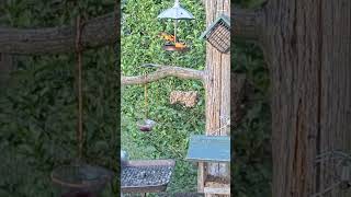 Baltimore Oriole sings a happy tune🎶🎶🎶#backyardbirds
