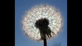 What Are Dandelion Seeds Good For?