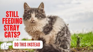 Should We Feed Stray Cats? 2024