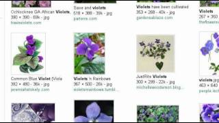 Sweet Violets Documentary
