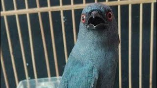 Suara Burung Srigunting Abu Abu Mp3 Video Mp4 3gp M Lagu123 Fun