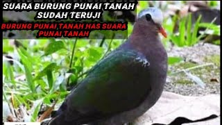 Suara Burung Punai Tanah Lagu Mp3 Video Mp4 3gp Waptrick