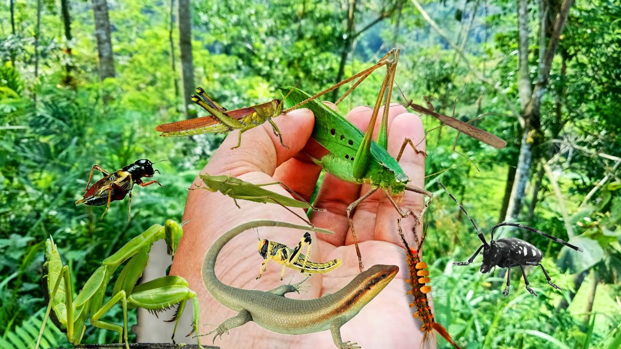 Group Kytycritters - Creative City Background - 4K