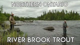 Wilderness River Brook Trout