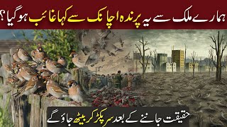 Why Did All Sparrows Disappeared -  Reason Behind Home Sparrows Disappeared In India Pakistan?