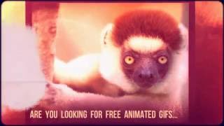 Funny Animated Gifs