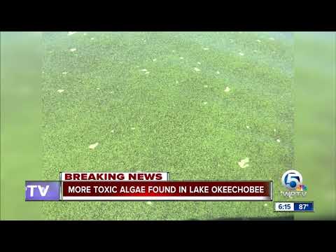 More Toxic Algae Bloom Found In Lake Okeechobee