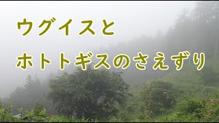 ウグイスとホトトギスのさえずり