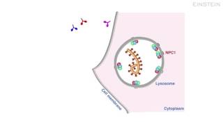 Animation: How New “Trojan Horse” Antibody Strategy Kills Ebola
