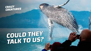Why Do Whales Jump Out of the Water?