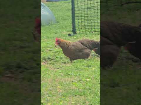Daisy Chicken Eats A Frog