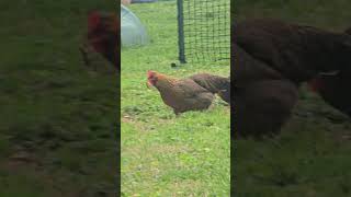 Daisy Chicken eats a frog