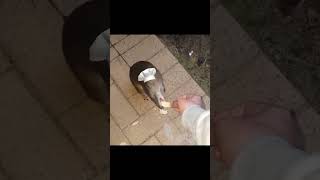 omg ratatouille 💀 #meme #mouse #viral #fypシ #japan #foryou #shorts #shortvideo