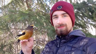 A Rare Interloper - The Evening Grosbeak
