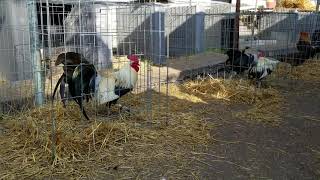 SEMENTALES Regular Grey