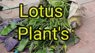 Can lotus grow in just water?