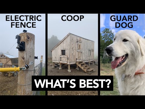 Best Predator Protection For Chickens Ducks And Geese