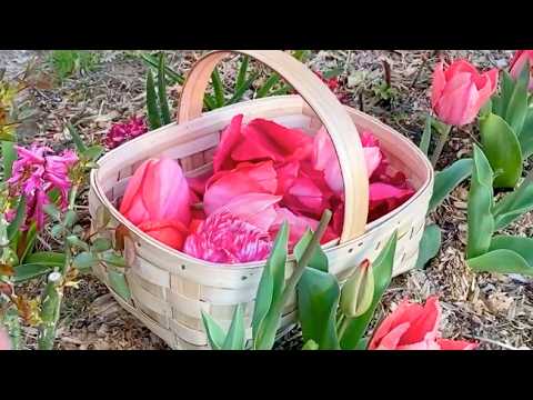 Confiture sauvage Fenouil Bronze & Tulipe🌷 Recette unique | Bienfaits, pr&eacute;paration & conservation