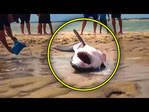 When This Great White Shark Got Stranded On A Beach Rescuers Responded In A Truly Awesome Way