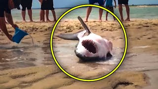 When This Great White Shark Got Stranded On A Beach, Rescuers Responded In A Truly Awesome Way