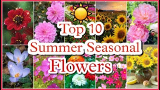 Summer Seasonal Flowers, Best 10 🌻🌷 #summerflower #summerplant #flowers #trending #viral #top10