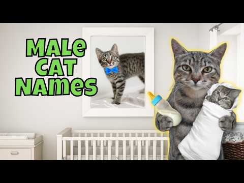 25 Rare Male Cat Names You'll LOVE