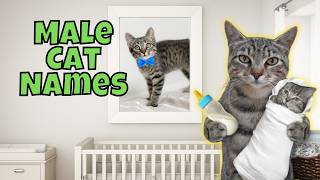 25 Rare Male Cat Names You'll LOVE