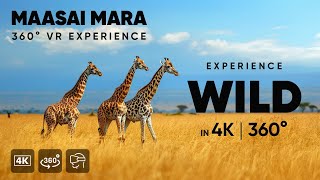 Wild Animals Surround You! 🦁 4K VR 360° Maasai Mara Safari Experience #relaxingmusic #virtualreality