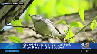 Rare Bird Spotted In Central Park